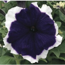 PETUNIA FROST BLU NR.1000 SEMI PILL.
